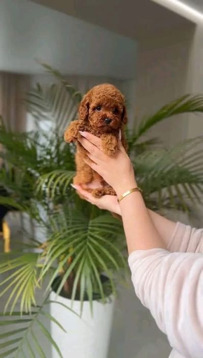 Pudel roșcat (red) de vânzare