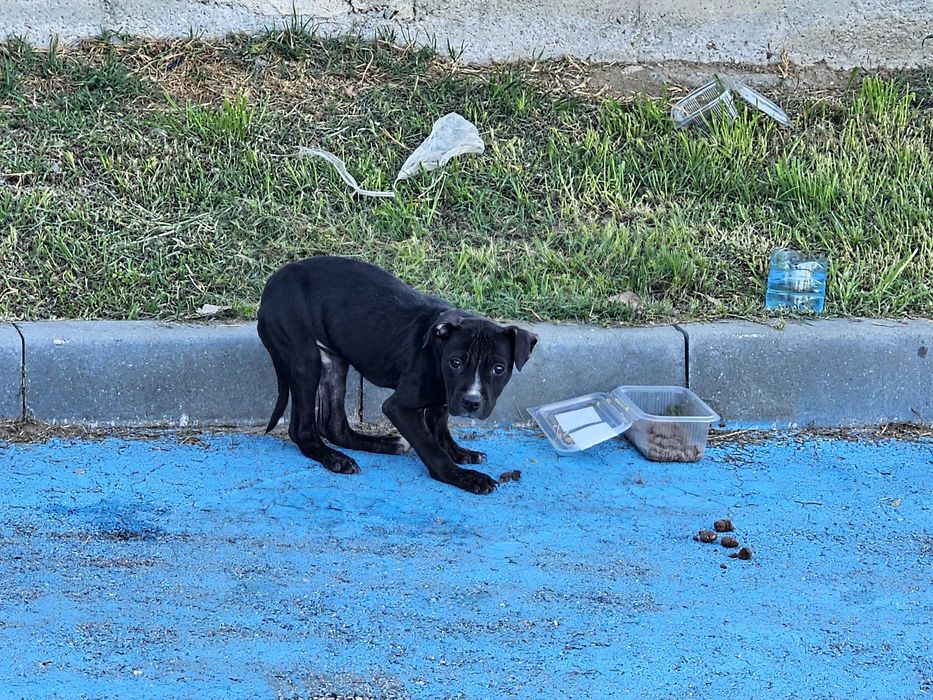 Кученце търси дом