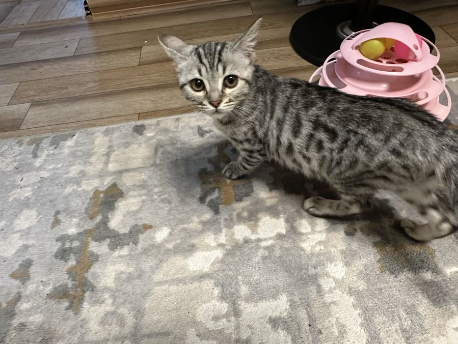 Продам породистого кота