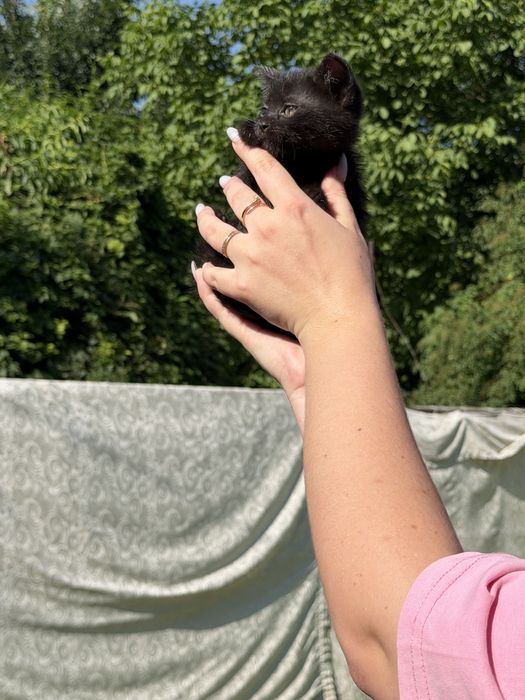 котята родились 1 мая
