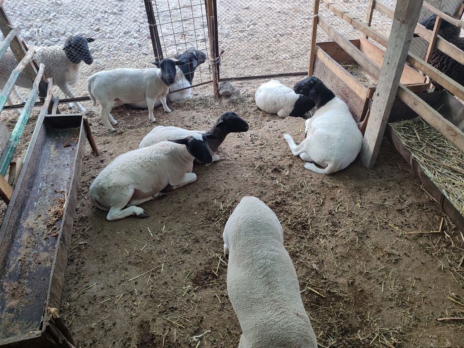 Дорпер куйлари сотилади