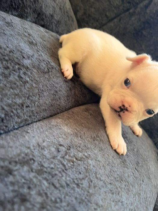 Pui buldog francez  1200 lei