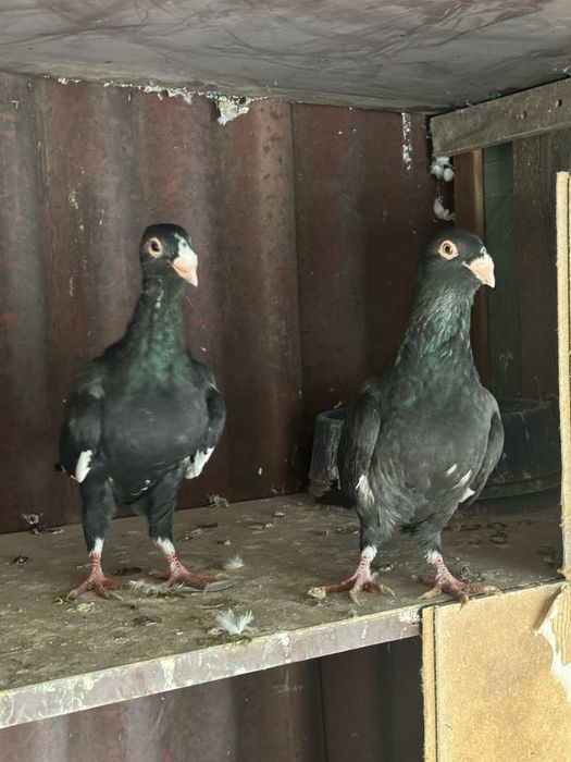 Голуби Шаами сирийцы