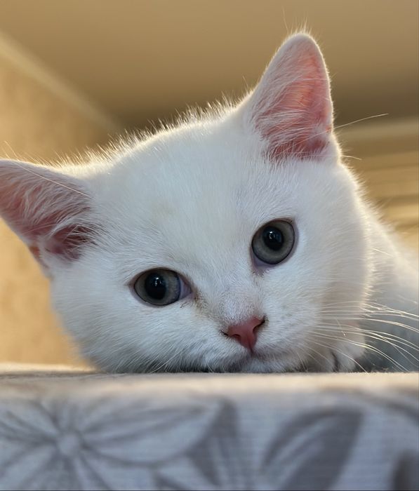 Котенок