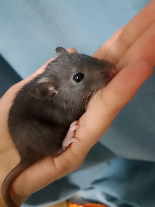 крысы дамбо ручные