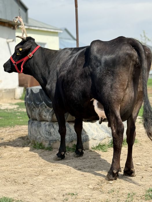 Сауын бұзаулы сиыр