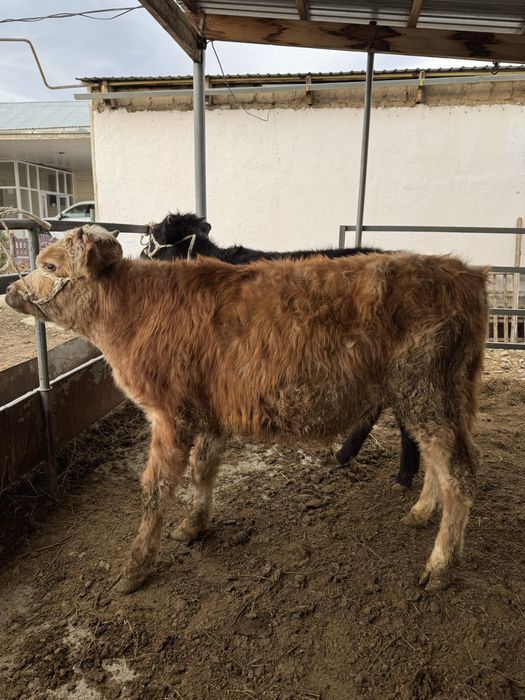 Бычки продаетсяя