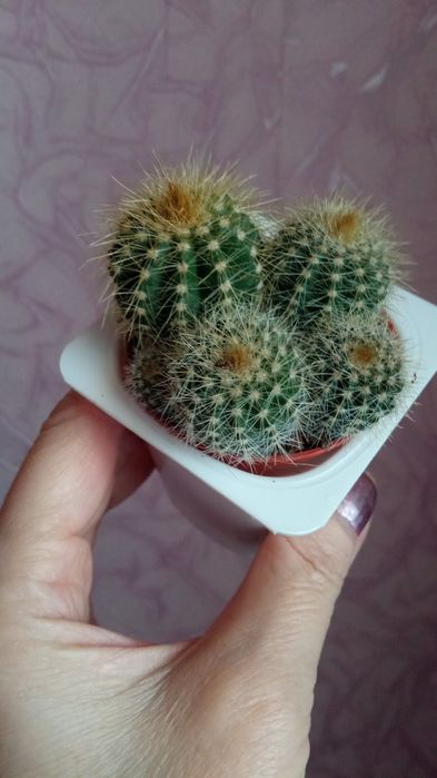 Продам комнатные растения