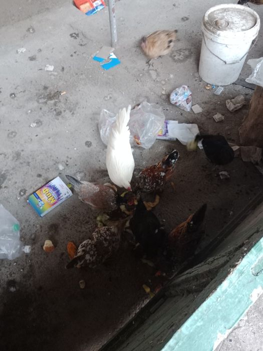 Японские карликовые