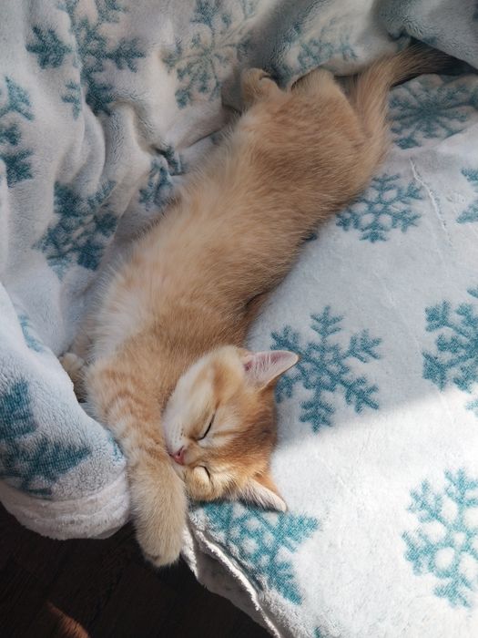 Кот шиншила.        .