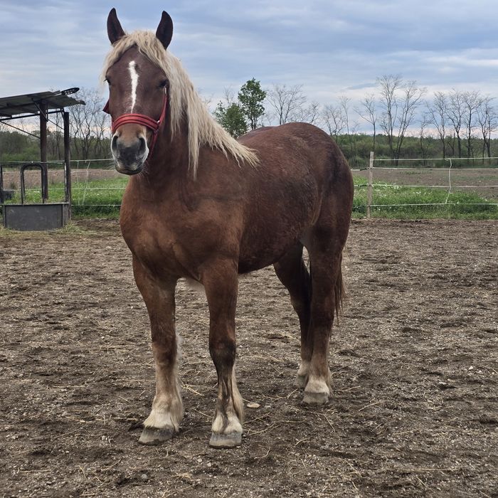 Manză Poloneza de 2 ani foarte cuminte