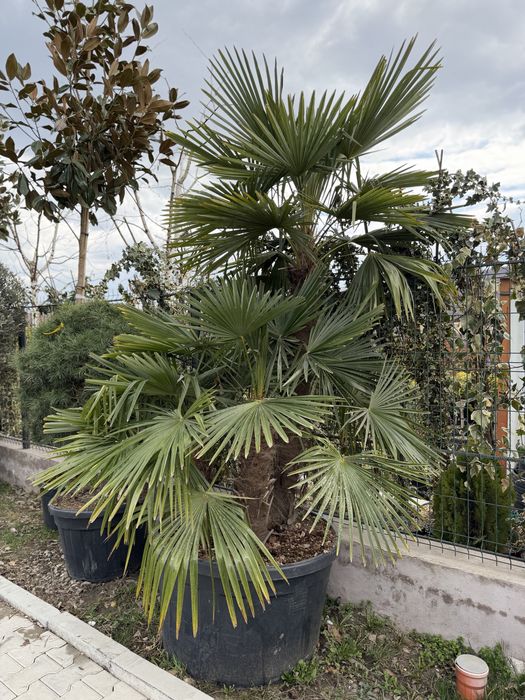 Vand plante ornamentale diferite specii de calitate superioara !