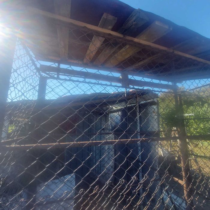 Vand porumbar(coser porumb)