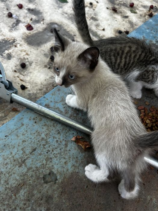 Отдам котят в добрые руки