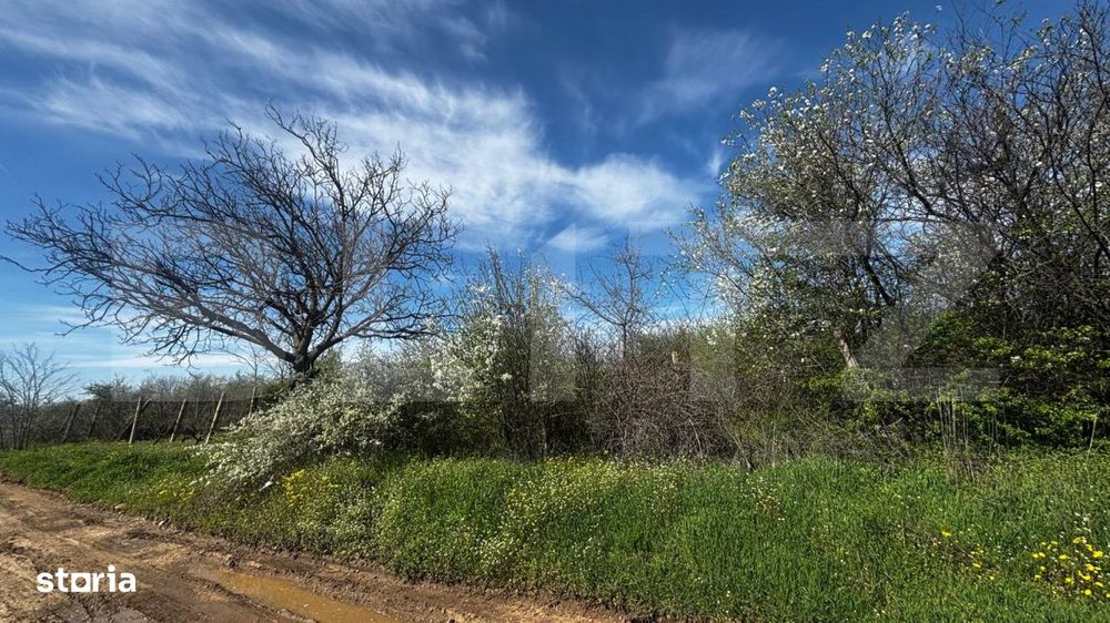 Teren intravilan 2000 mp, front 16,7 ml, vizibilitate la DN, Carcea