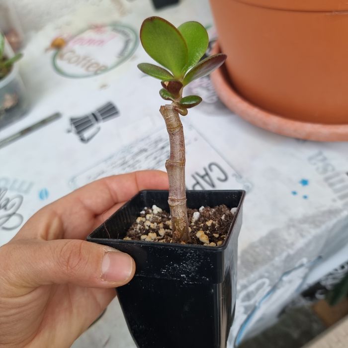 Crassula ovata pomul cu bani