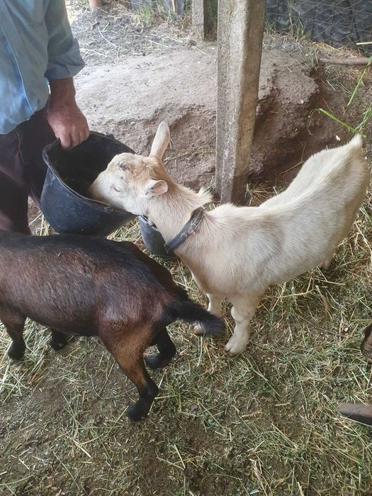 Tapi din rasa Sanen