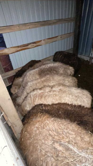 Қой сатылады бараны