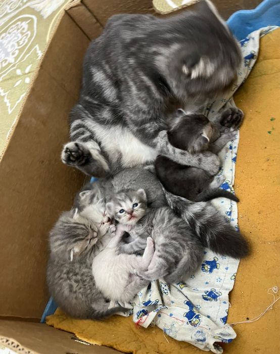 шотланский британский кошки