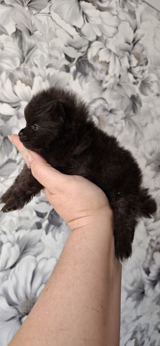 Щенки мини мини шпицульки