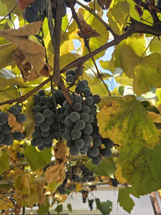 Vand struguri pentru must