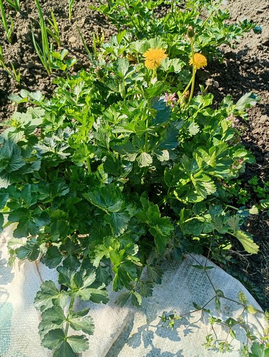 Vând verdețuri angro stevie , țelină , pătrunjel și leuștean