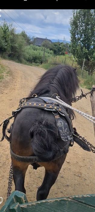 Vând ponei în amat