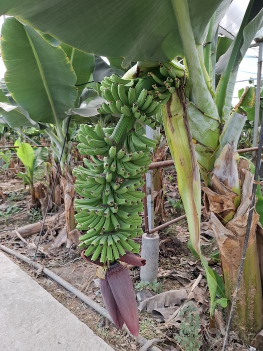 Banan kuchatlari niholi, Росток банана, Банан кучати нихоли