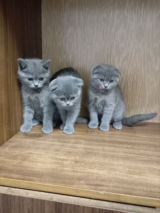 Продаются котята, девочки, одна страйт, 2 фолд вислоухие,