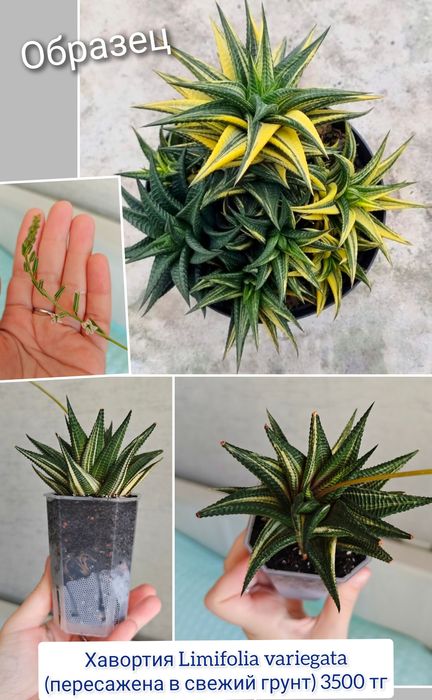 Хавортия эуфорбия суккуленты комнатные цветы