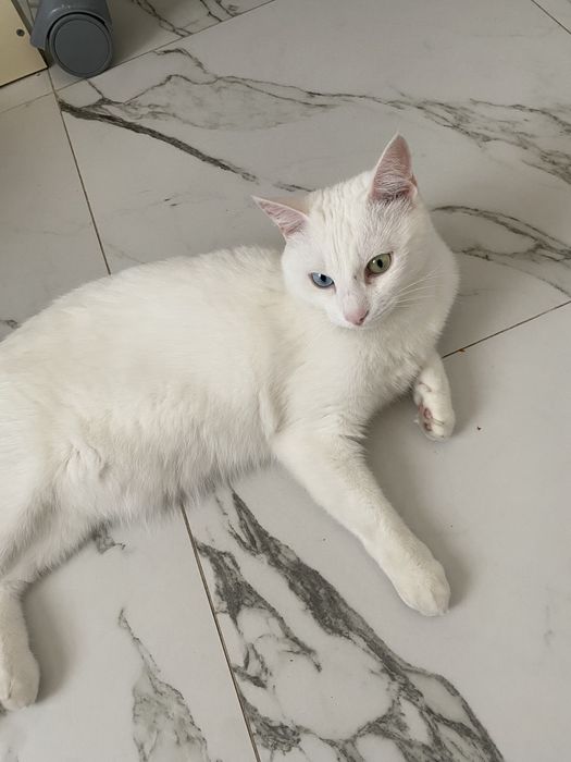 Отдам кота в хорошие руки