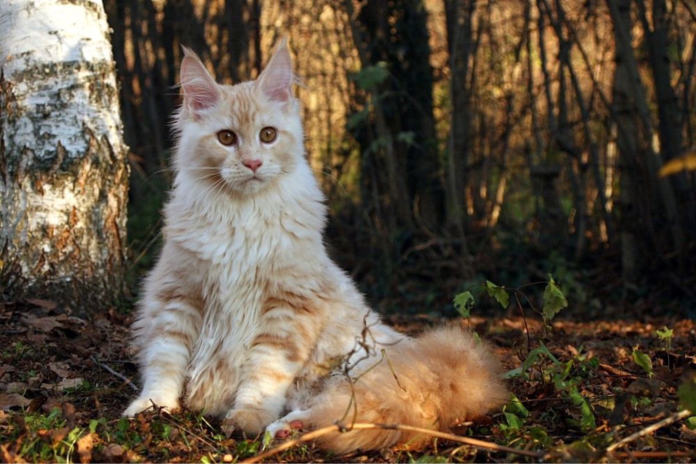 Мейн Куун (Maine Coon)
