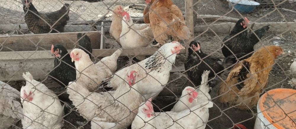 Продам домашних курей