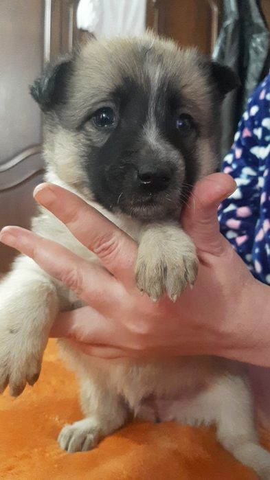 Выбор щенят очень большой в приюте