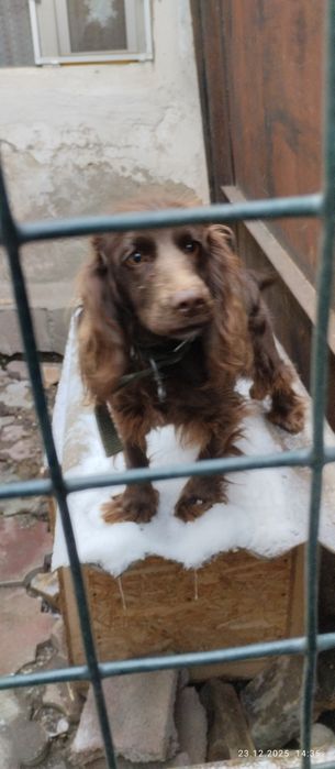 Продам спаниель девочку