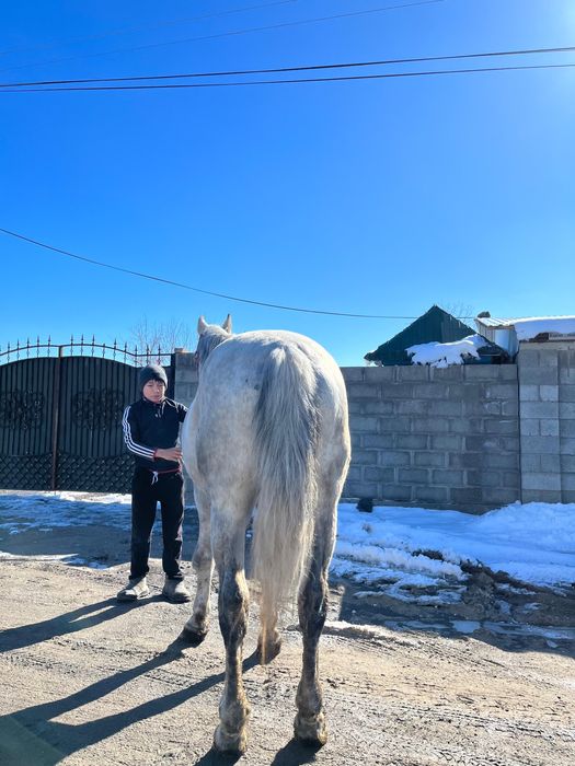 Жылқы сатам 8 жасар