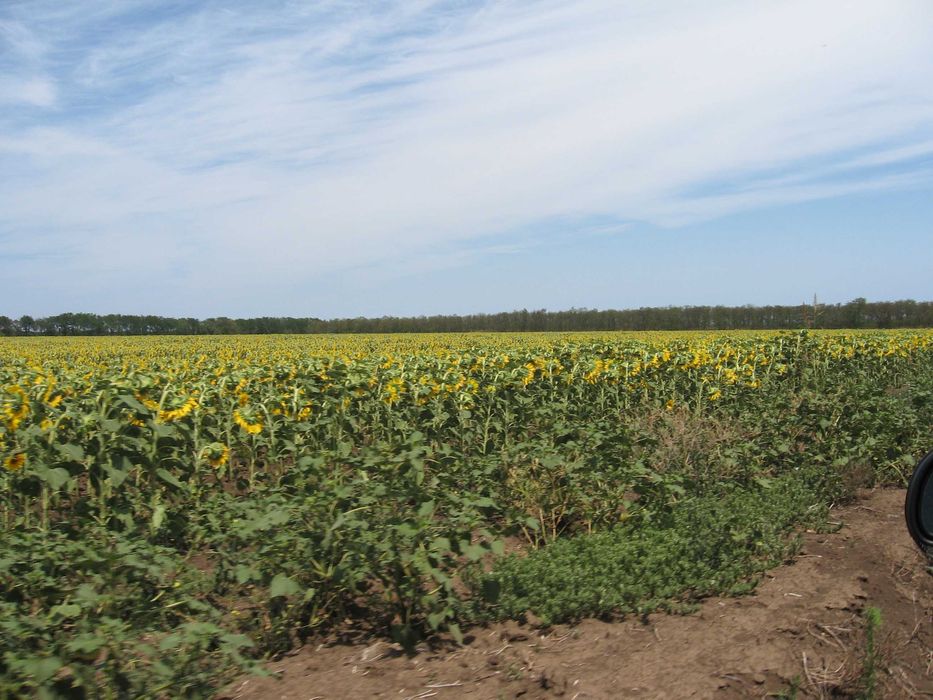 Продава се Парцел в с. Дуранкулак, Област Добрич - 20000 кв.м за 58 €/кв.м - Снимка #8