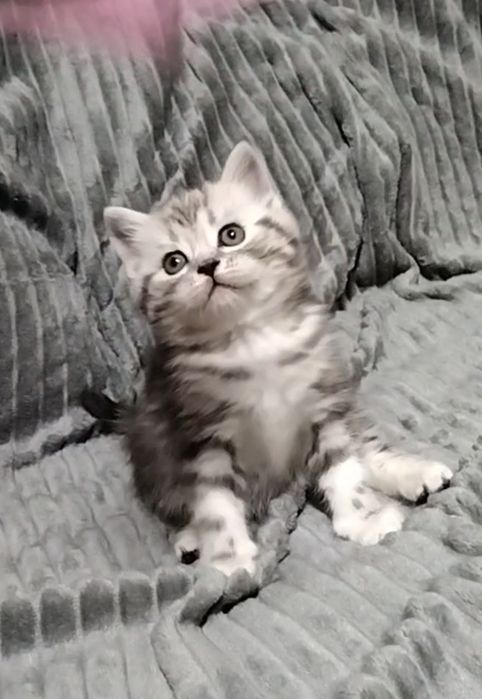 Скоттиш страйт. Мальчики.