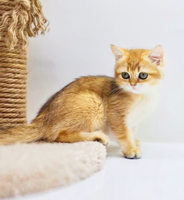 Золото британские  котята