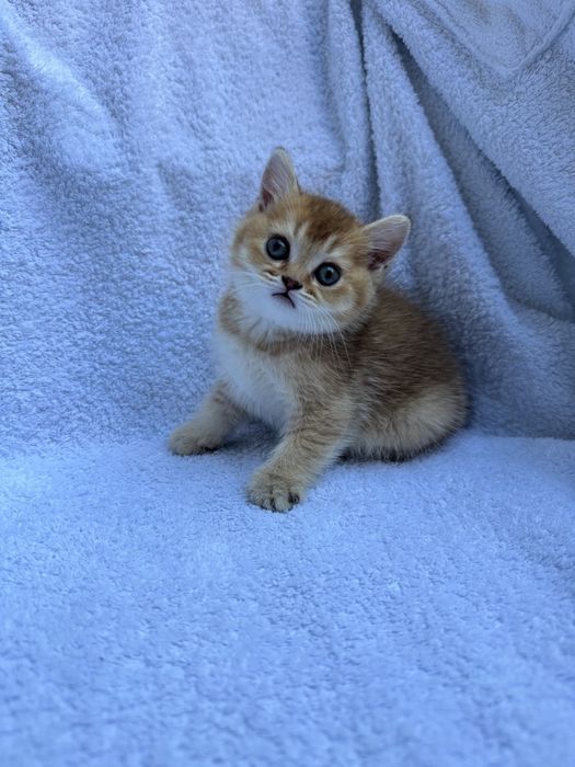 продаются котята золотой шиншилы
