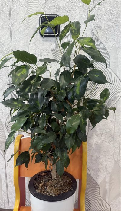 Продам фикусы разные