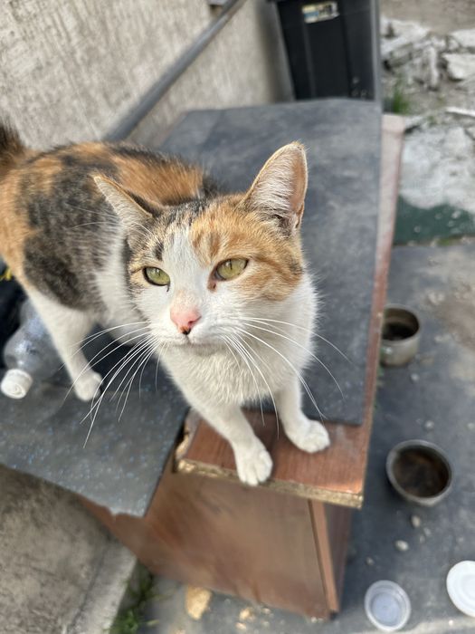 Срочно ищем дом для котика