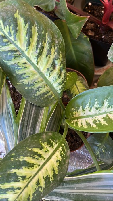 Диффенбахии домашние сортовые