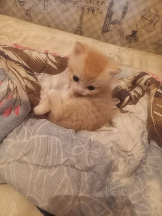 Отдам котят в добрые руки