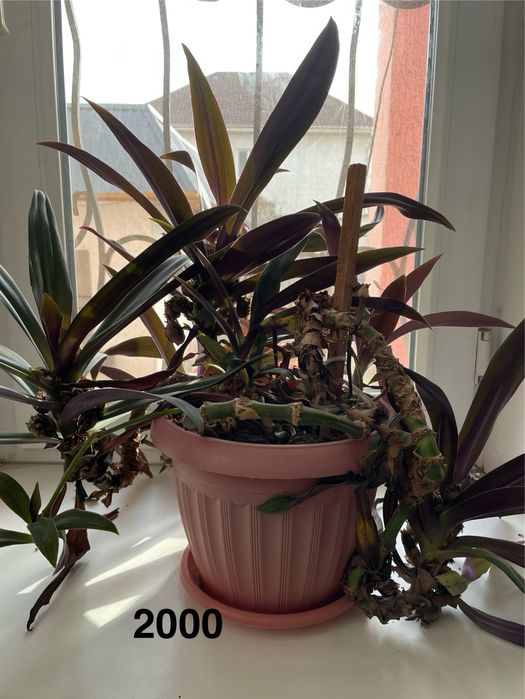 Комнатные цветы красивые