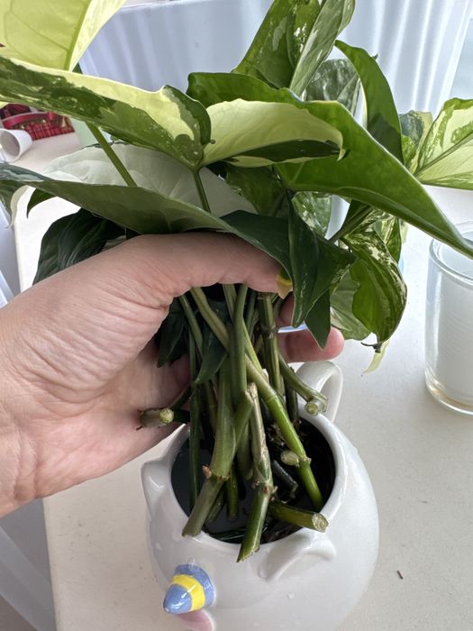 Черенки сингониум империал вайт