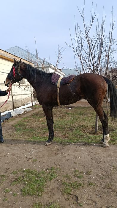 Таза қан ағылшын дөнен шығар