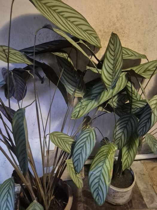 Цветок  Калатея.