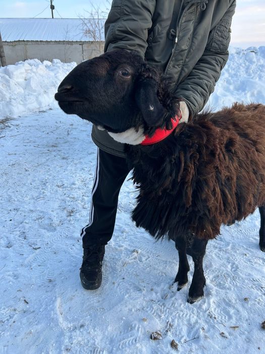 Кошкар  гесарский