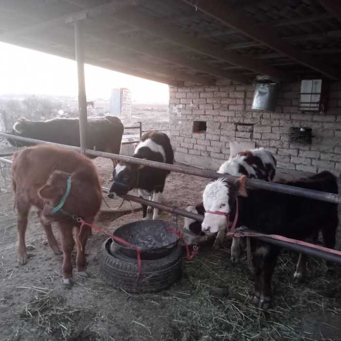 Бычок, Таналар 11 бас